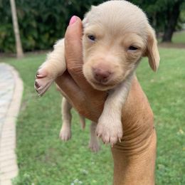 Apollo - Dachshund puppy in Florida from Lazy Acres Farm