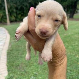 Apollo - Dachshund puppy in Florida from Lazy Acres Farm
