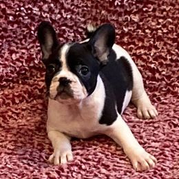 French Bulldogs from Amazing Sonrise