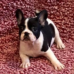 French Bulldogs from Amazing Sonrise