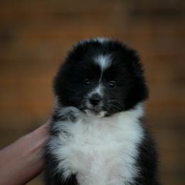 Girl 1 - Blue merle and white female Shetland Sheepdog puppy in Trenton, Michigan from Leigh Hi Shelties