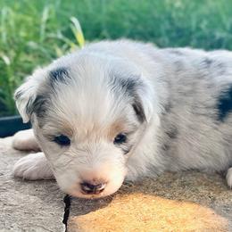 Ruth - Blue merle female Australian Shepherd puppy in Wauneta, Nebraska from 4H Aussies