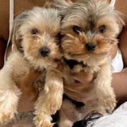 Yorkshire Terriers from Stanford Yorkies