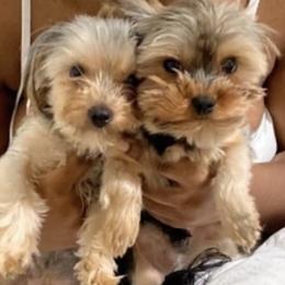 Yorkshire Terriers from Stanford Yorkies