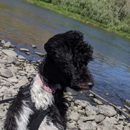 Goldendoodles and Poodles from Mother of Doodles