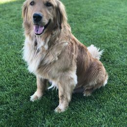 Goldendoodle Puppies from JD GoldenDoodles