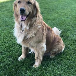 Goldendoodle Puppies from JD GoldenDoodles