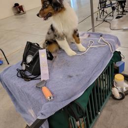 Miniature American Shepherd Puppies from MorningStar Miniature American Shepherds