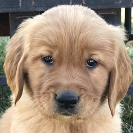 Golden Retriever Puppies from Golden heaven puppies