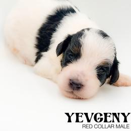 Yevgeny - Tri-color male Bernedoodle puppy in Tipton, Indiana from Country Creek Doodles