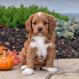 Ben - Red male Cavapoo puppy in Gap, Pennsylvania from Country View Puppies ( License 18816)