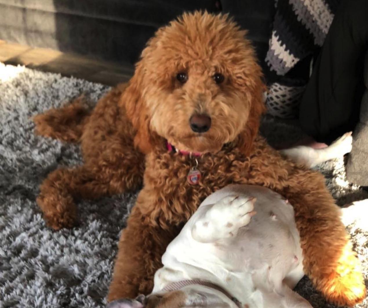 Krista's Goldendoodles in Iowa Goldendoodle puppies Good Dog