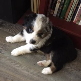 Australian Shepherd Puppies from Toni Thompson's Australian Shepherds