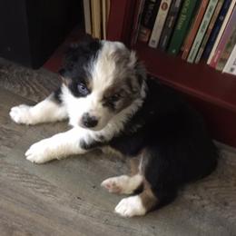 Australian Shepherd Puppies from Toni Thompson's Australian Shepherds