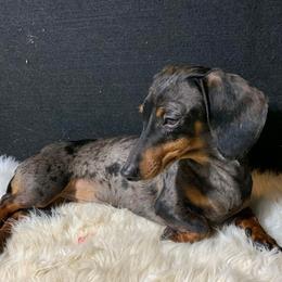 Dibby - Dachshund