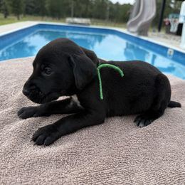 Green - Black male German Shorthaired Pointer puppy in Huntington, Texas from B&B GSP’S