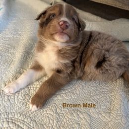 Australian Shepherd Puppies from Aussie Tree-O