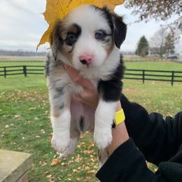Aussiedoodle and Miniature Australian Shepherd Puppies from 5 B Ranch