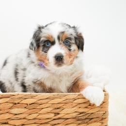 Dolce - Blue merle female Miniature American Shepherd puppy in Elmwood Park, Illinois from Goldens&MiniAussiesWithFinesse