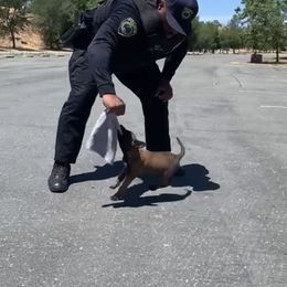 Belgian Malinois, Bull Terrier, and Dutch Shepherd Puppies from ROSC K9