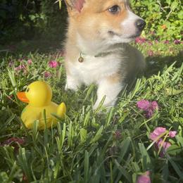 Pembroke Welsh Corgi Puppies from Holly's Pembroke Welsh Corgis