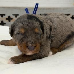 Cream Soda - Blue merle male Bernedoodle puppy in Hegins, Pennsylvania from Bubbling Springs Doodles, LLC