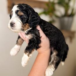 Shasta - Tri-color female Bernedoodle puppy in Ammon, Idaho from Little Stone Bernedoodles