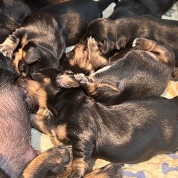 Dachshund Puppies from Pigeon Hill Dachshunds