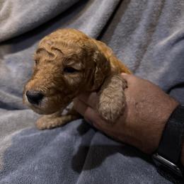 W25 Male Black Collar - Red  male Goldendoodle puppy in Cape Coral, Florida from GoldenDoodles Cape Coral