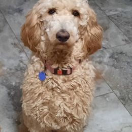 Patty - Goldendoodle