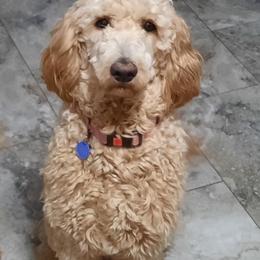 Patty - Goldendoodle
