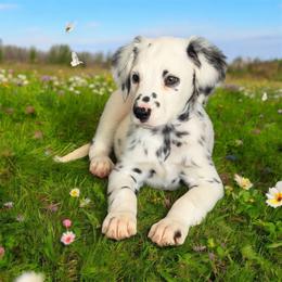 James - Lua - long coat - White black and tan male Dalmatian puppy in Sedalia, Missouri from Missouri Dalmatians