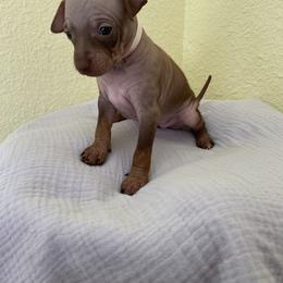 Aleu - Chocolate and tan female American Hairless Terrier puppy in Belton, Texas from Copper Lilly Kennel