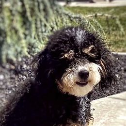 Rizzo - Bernedoodle