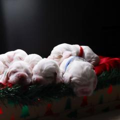 Clumber Spaniel Puppies from Wanderlust Clumber Spaniels