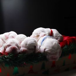 Clumber Spaniel Puppies from Wanderlust Clumber Spaniels