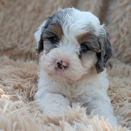 Niall - Black and white male Cavapoo puppy in East Earl, Pennsylvania from Puppy Adventures LLC