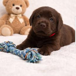 Labrador Retriever Puppies from Oksana's Labrador Retrievers