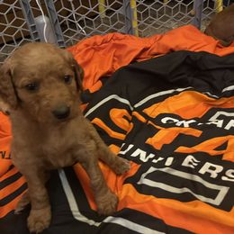 Goldendoodle Puppies from Poppy Doodle Farms