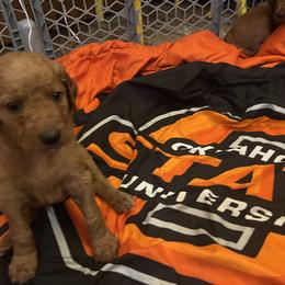 Goldendoodle Puppies from Poppy Doodle Farms