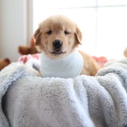 One more male spot available - Golden male Golden Retriever puppy in Lemoore, California from UnrivaledGoldens