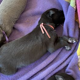 Pink collar - Black female Greyhound puppy in Alamogordo, New Mexico from Trapple's Custom K-9's