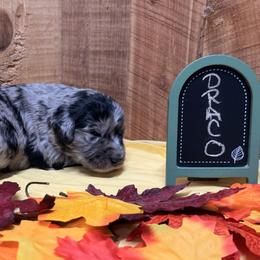 Draco - Black tri-color male Aussiedoodle puppy in Lavonia, Georgia from H & A Kennels