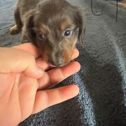 Girl 2 - Blue and tan female Dachshund puppy in Mount Pleasant, Texas from Swaffords Dachshund Kingdom