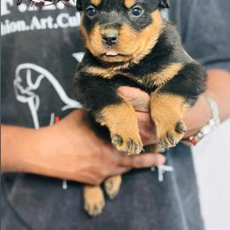 Female 4 - Black and mahogany female Rottweiler puppy in Humble, Texas from Inexorable Haus Early Rotts