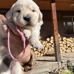 Girl 1 - Light golden female Golden Retriever puppy in Boise, Idaho from Clear Creek Goldens