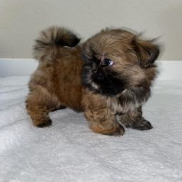 Shih Tzu Puppies from Dulces Cute Shih Tzus