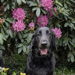 Flat-Coated Retrievers and Golden Retrievers from Maywood Retrievers