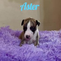 Boy 3 - Fawn brindle male Whippet puppy in Brooksville, Florida from Phasion Whippets Kimberly & Paul Norton Sr.