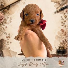 Lyric - Red  female Goldendoodle puppy in Norcross, Georgia from Teddy Puppies